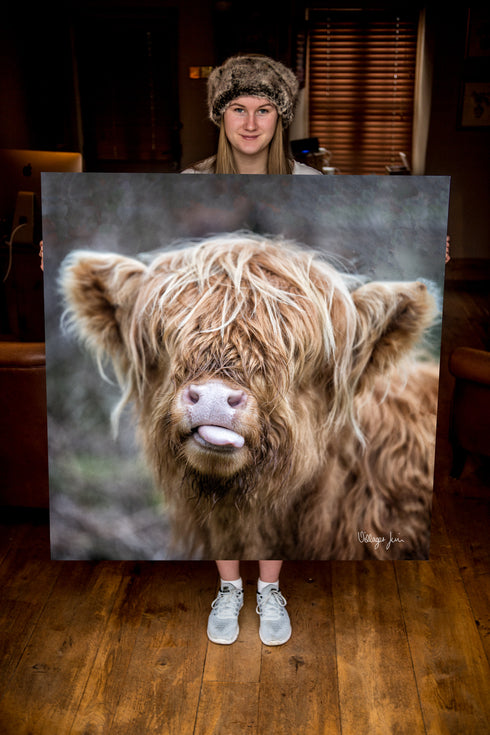 JUMBO ART - RASPBERRY COW  - HUGE 1 Metre Square Canvas